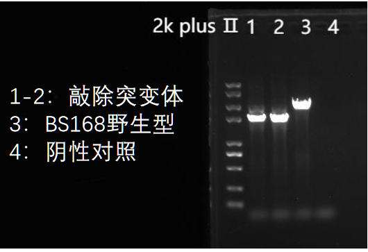 枯草芽孢杆菌单克隆鉴定电泳.png