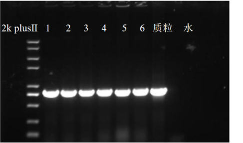 希瓦氏菌.png