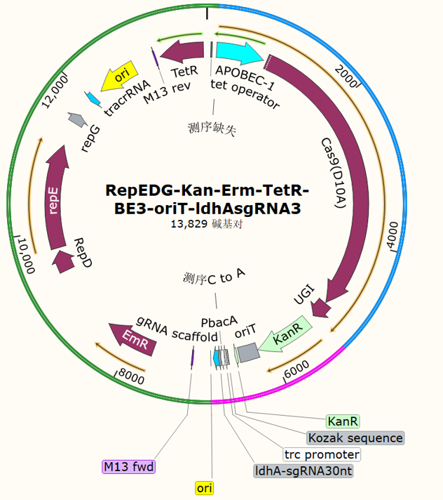 RepEDG-Can-Erm-TetR-BE3-oriT-ldhAsgRNA3