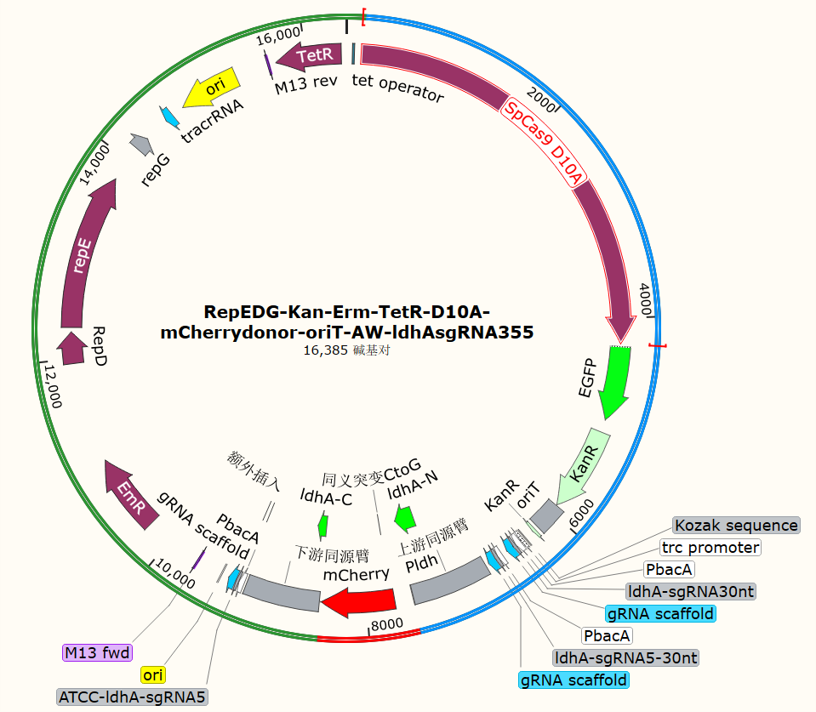RepEDG-Kan-Erm-TetR-D10A-mCherry donor-oriT-AW-ldhA sgRNA355