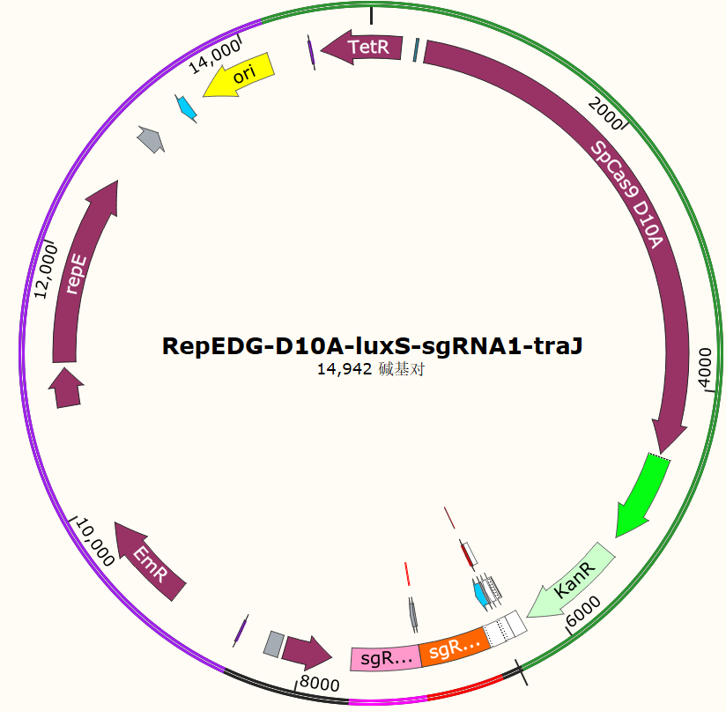 RepEDG-D10A-luxS-sgRNA1-traJ