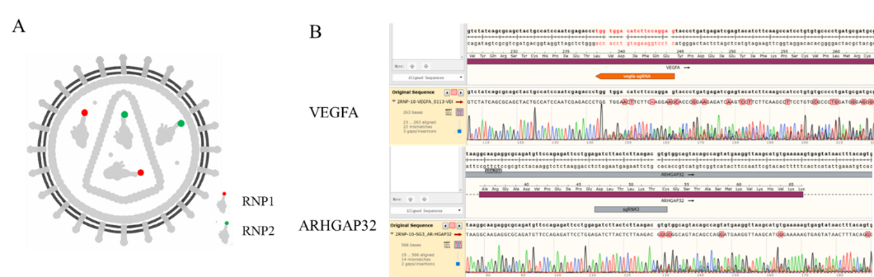 LVNP-2RNP.png
