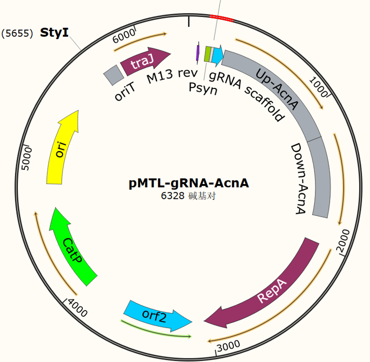 pMTL-gRNA-AcnA