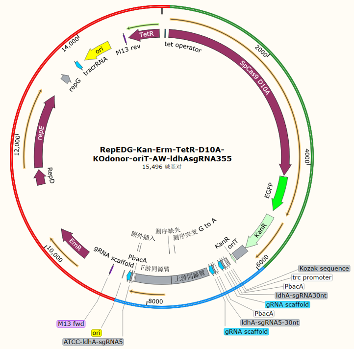 RepEDG-Kan-Erm-TetR-D10A-KOdonor-oriT-AW-ldhAsgRNA355