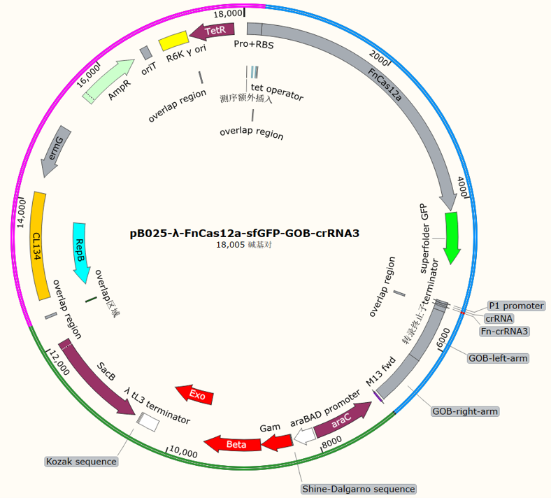 pB025-λ-FnCas12a-sfGFP-GOB-crRNA3