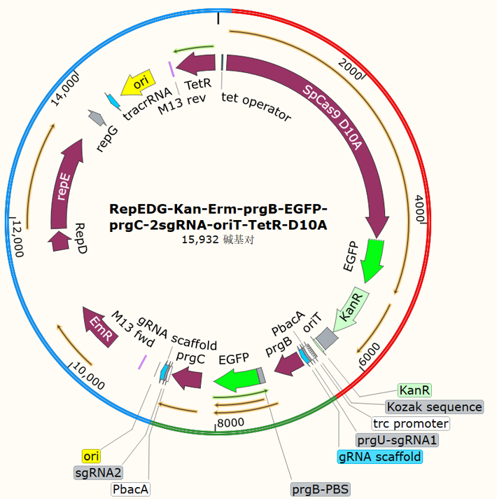 RepEDG-Kan-Erm-prgB-EGFP-prgC-2sgRNA-oriT-TetR-D10A