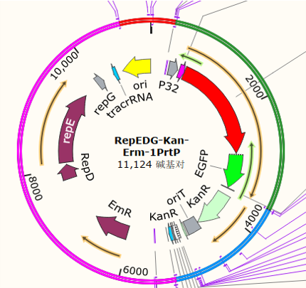 RepEDG-Kan-Erm-1PrtP