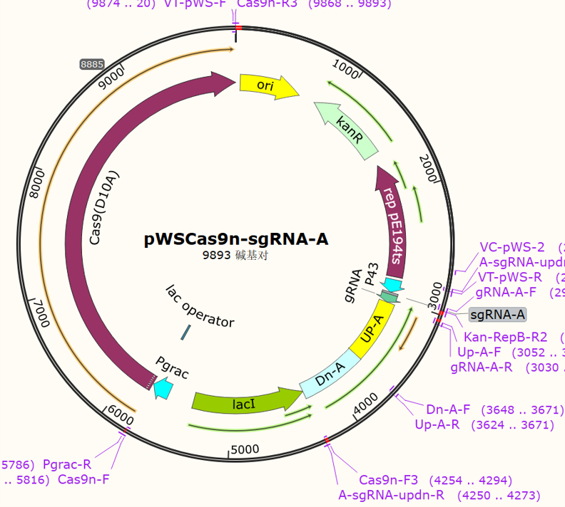 pWSCas9n - sgRNA - A