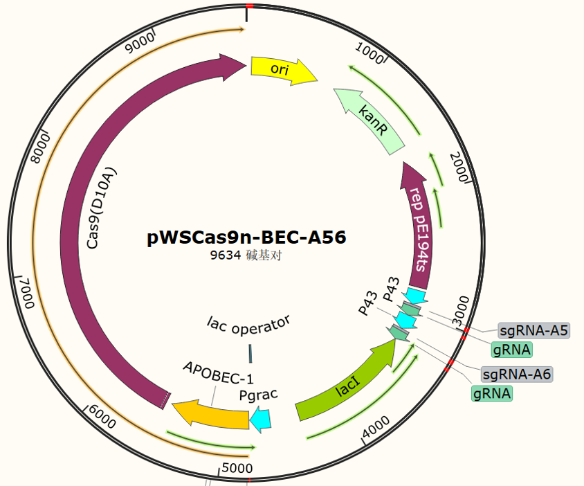 pWSCas9n - BEC - A56