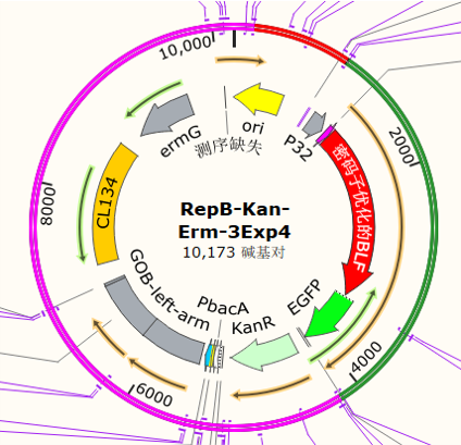RepB-Kan-Erm-3Exp4