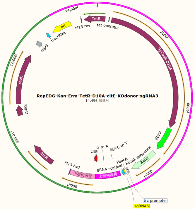 RepEDG-Kan-Erm-TetR-D10A-citE-KOdonor-sgRNA3