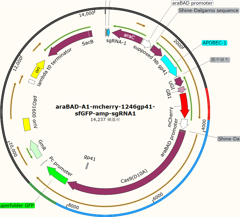 araBAD - A1 - mcherry - 1246gp41 - sfGFP - amp - sgRNA1