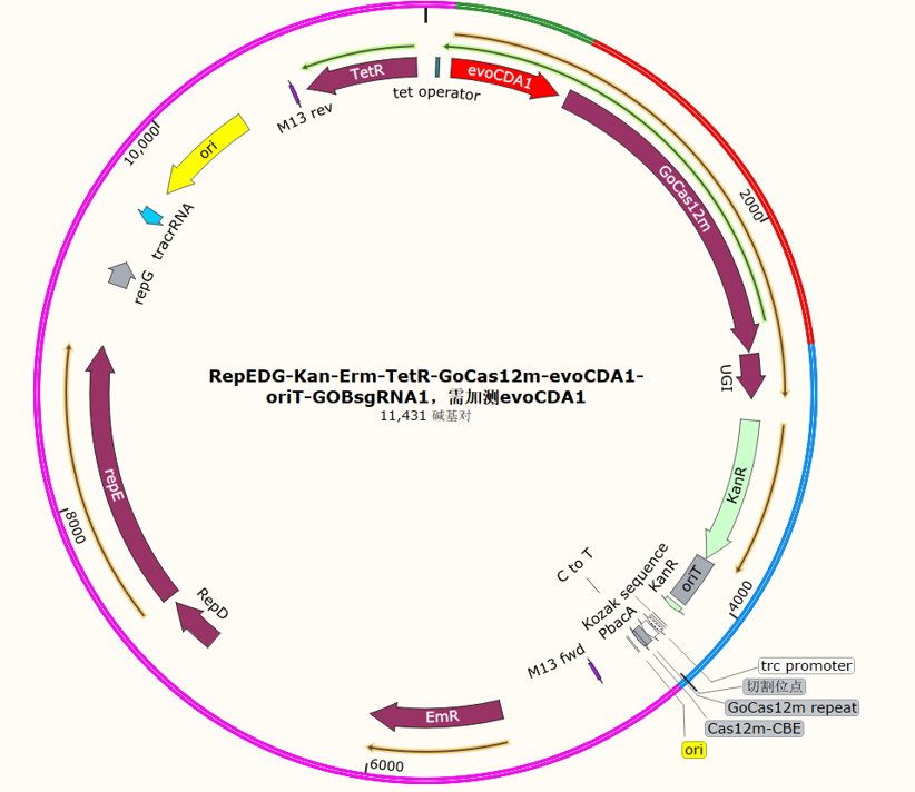 RepEDG-Kan-Erm-TetR-GoCas12m-evoCDA1-oriT-GOBsgRNA1