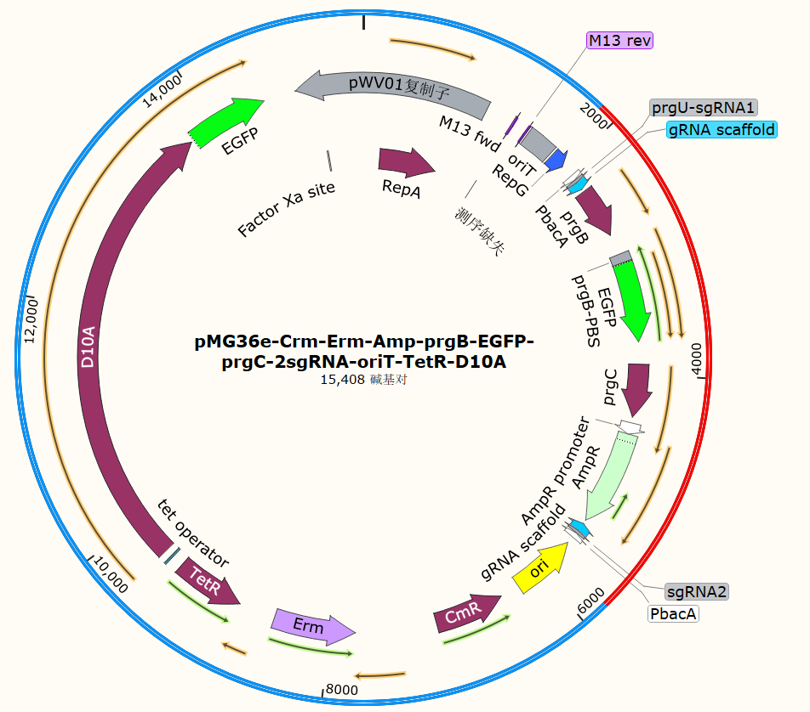 pMG36e - Crm - Erm - Amp - prgB - EGFP - prgC - 2sgRNA - oriT - TetR - D10A