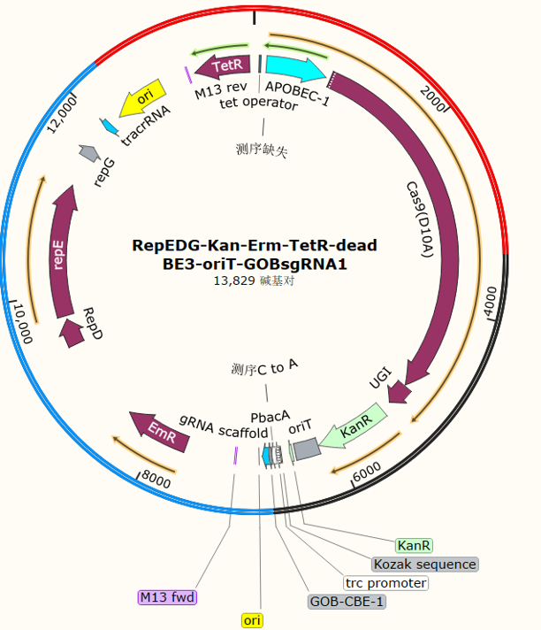 RepEDG - Kan - Erm - TetR - dead BE3 - oriT - GOBsgRNA1