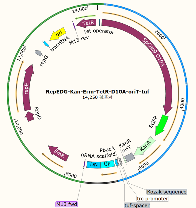 RepEDG - Kan - Erm - TetR - D10A - oriT - tuf