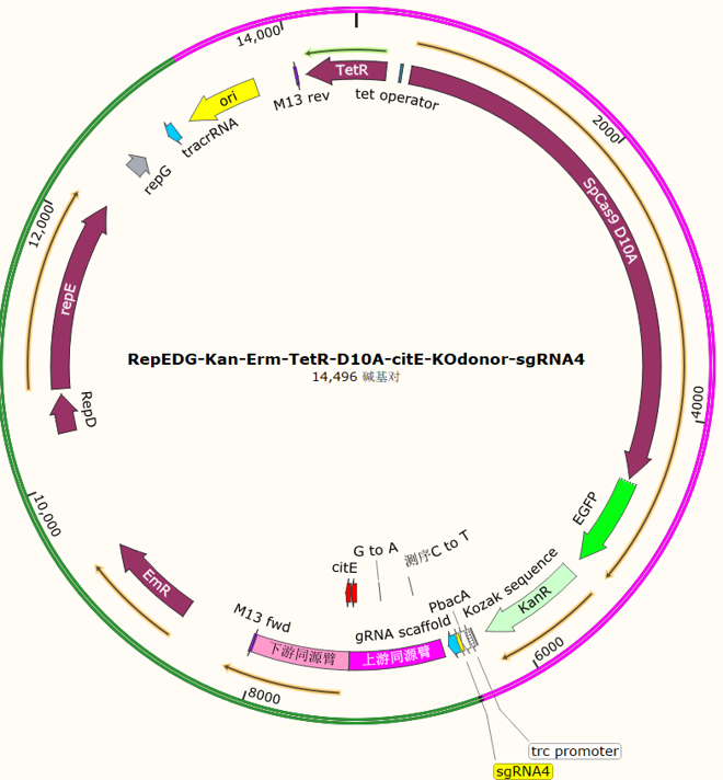 RepEDG-Kan-Erm-TetR-D10A-citE-KOdonor-sgRNA4