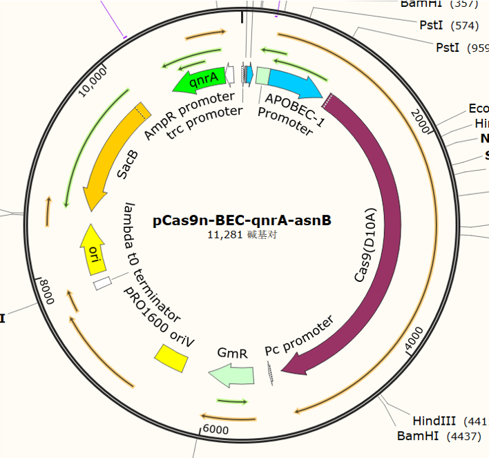 pCas9n - BEC - qnrA - asnB