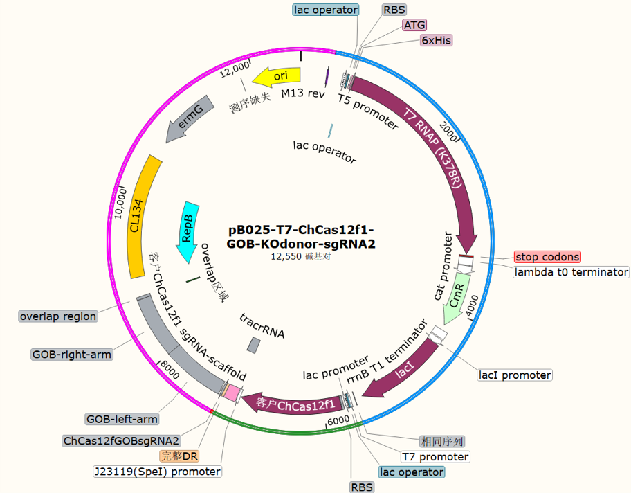 pB025-T7-ChCas12f1-GOB-KOdonor-sgRNA2