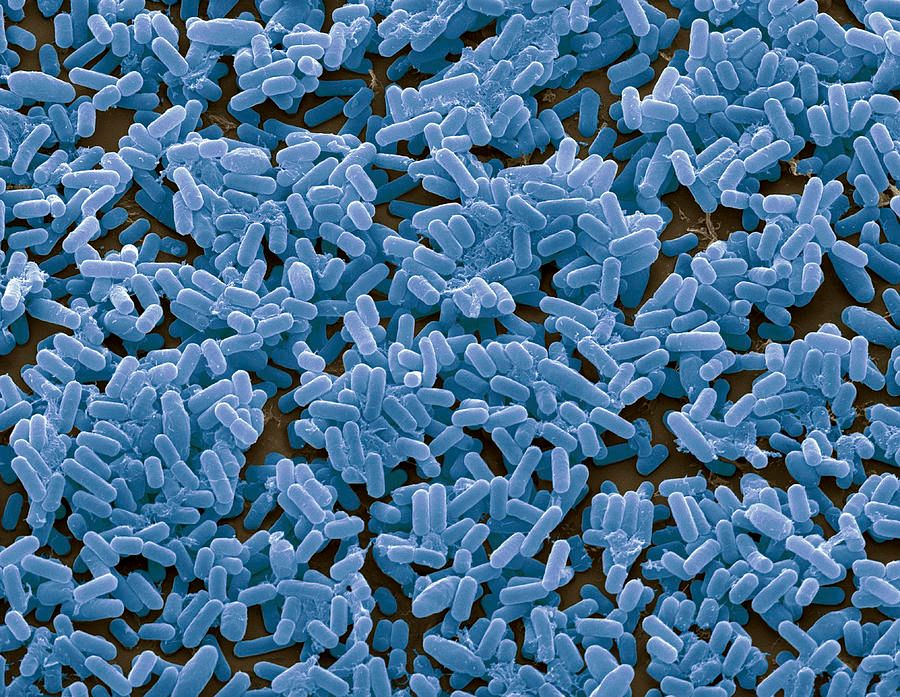 Bacillus subtilis Bacillus subtilis - 168