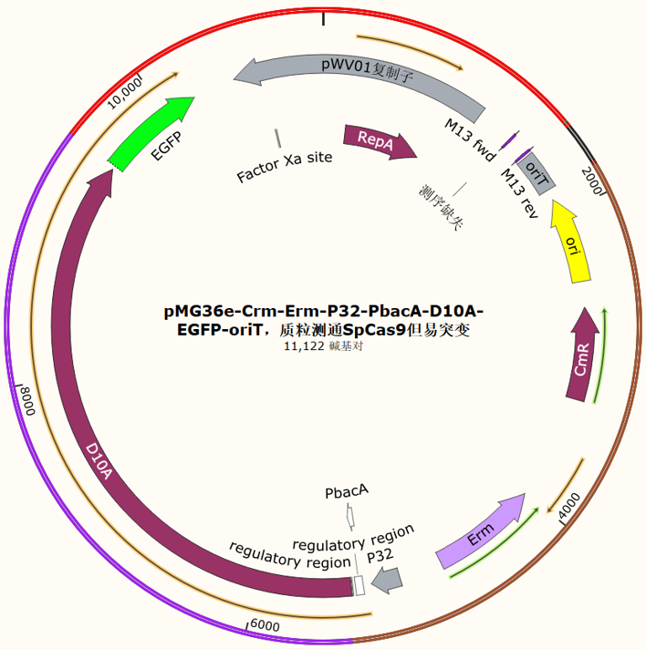 pMG36e - Crm - Erm - P32 - PbacA - D10A - EGFP - oriT