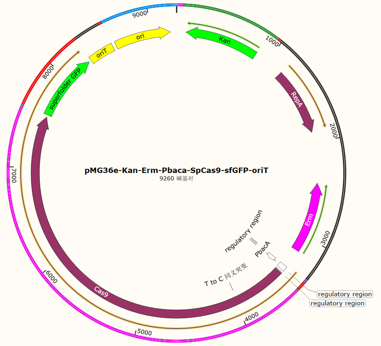 pMG36e-Kan-Erm-Pbaca-SpCas9-sfGFP-oriT