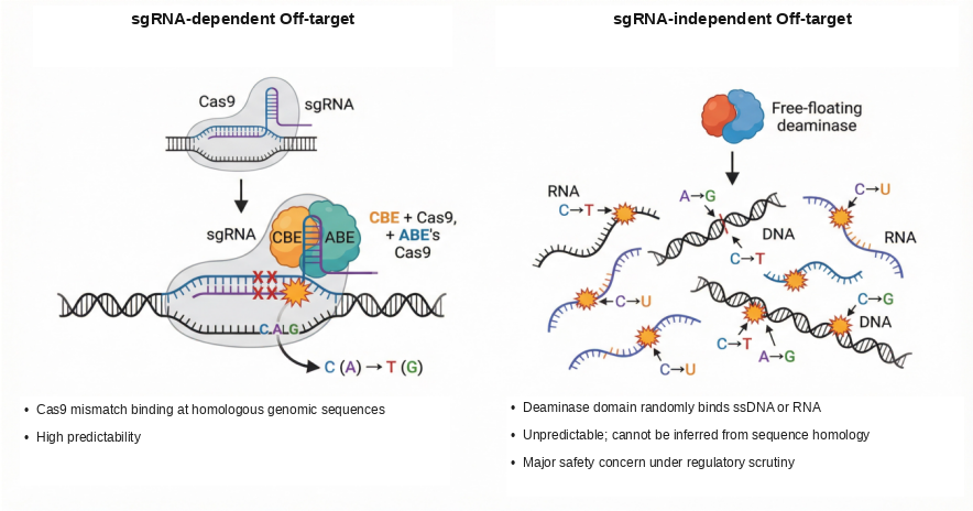Base Editing Safety Assessment Solution-1 - GeneRulor | Gene Editing ...