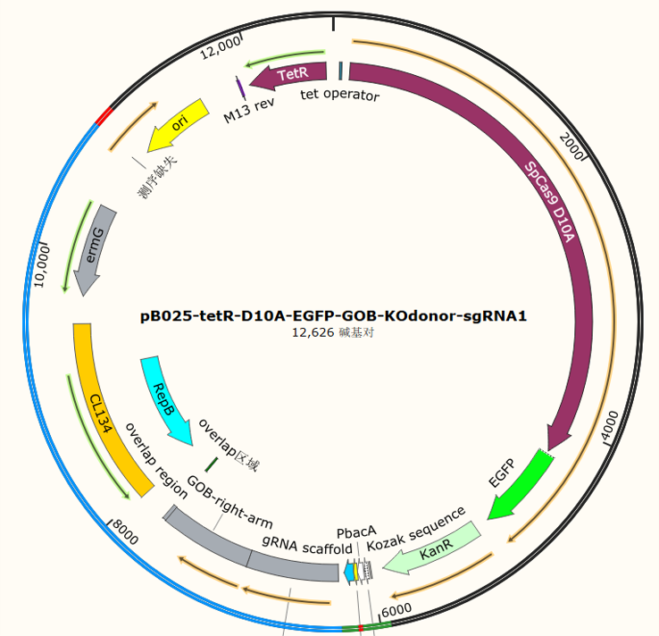 pB025-tetR-D10A-EGFP-GOB-KOdonor-sgRNA1