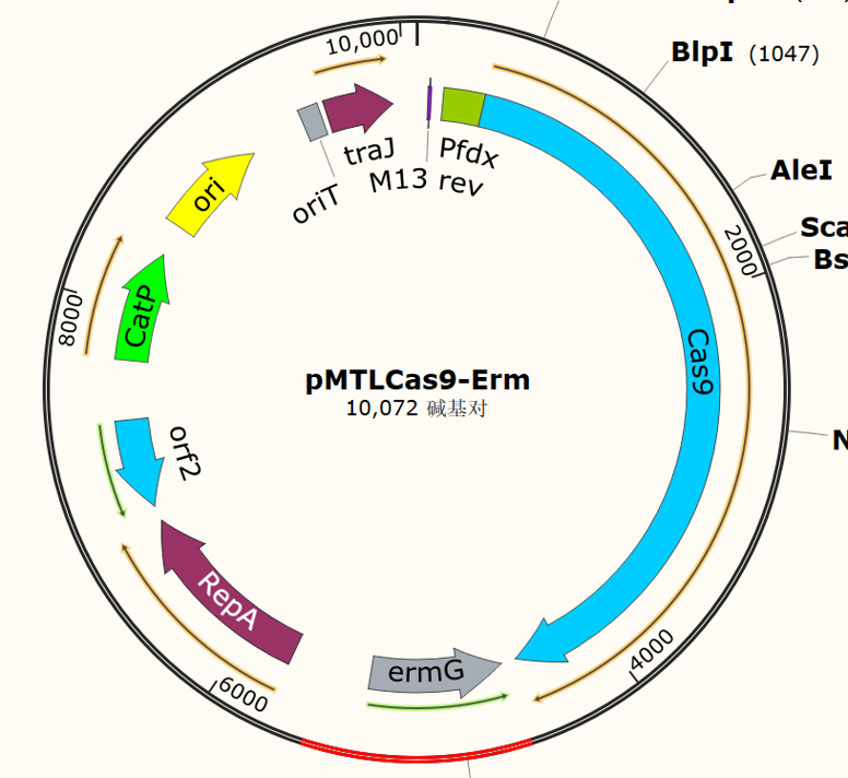 pMTLCas9 - Erm