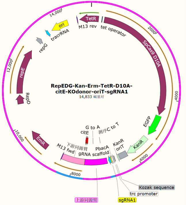 RepEDG-Kan-Erm-TetR-D10A-citE-KOdonor-oriT-sgRNA1