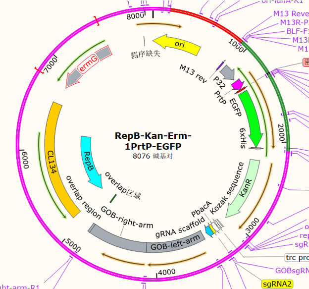 RepB-Kan-Erm-1PrtP-EGFP