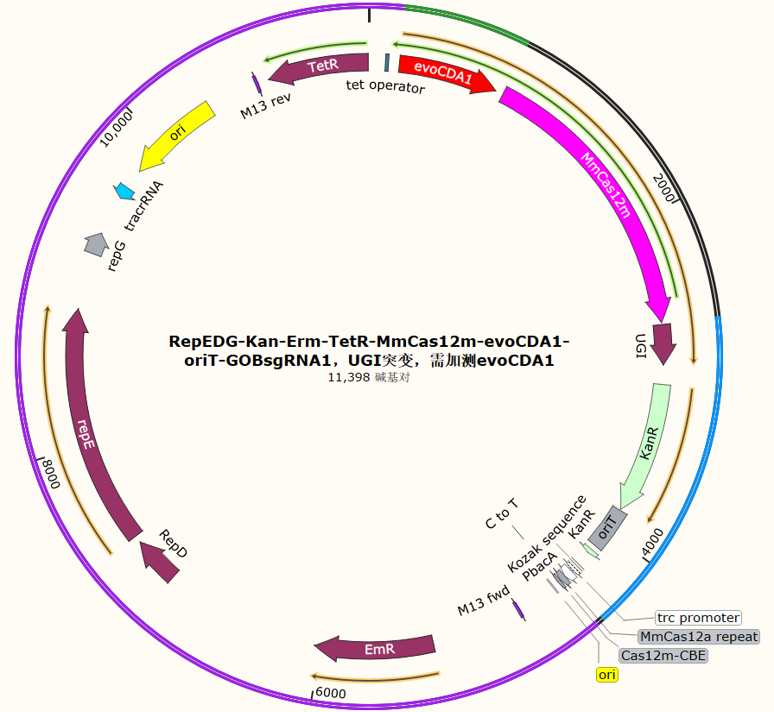 RepEDG-Kan-Erm-TetR-MmCas12m-evoCDA1-oriT-GOBsgRNA1
