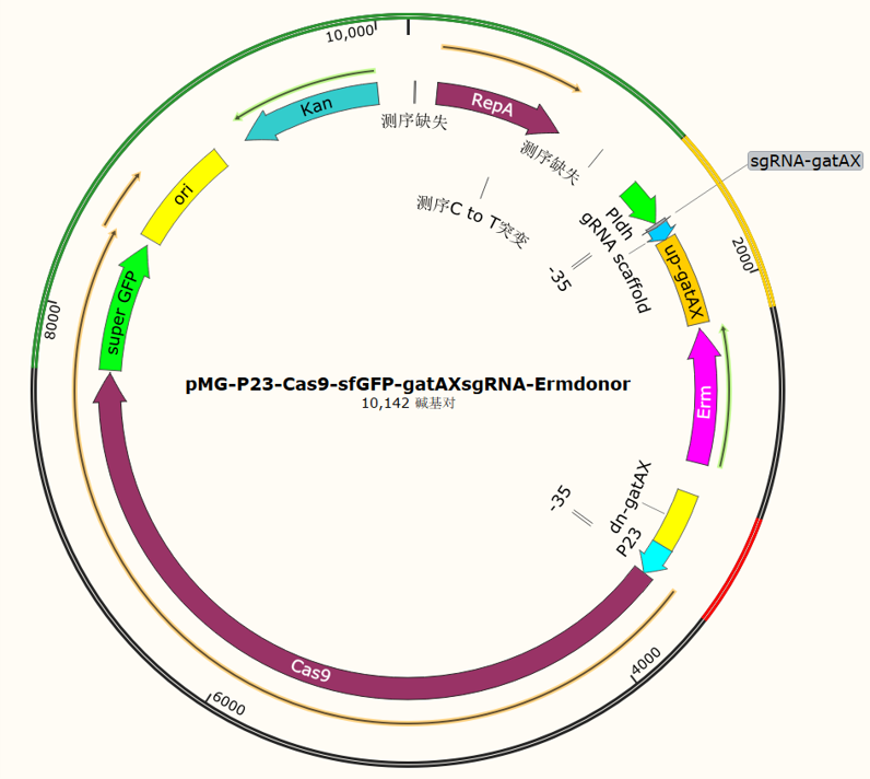 pMG - P23 - Cas9 - sfGFP - gatAXsgRNA - Ermdonor - 4