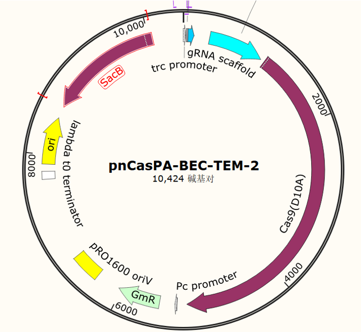 pnCasPA - BEC - TEM - 2