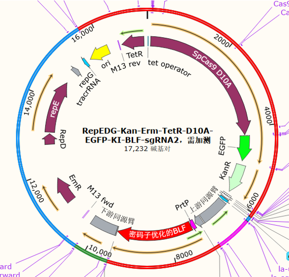 RepEDG-Kan-Erm-TetR-D10A-EGFP-KI-BLF-sgRNA2
