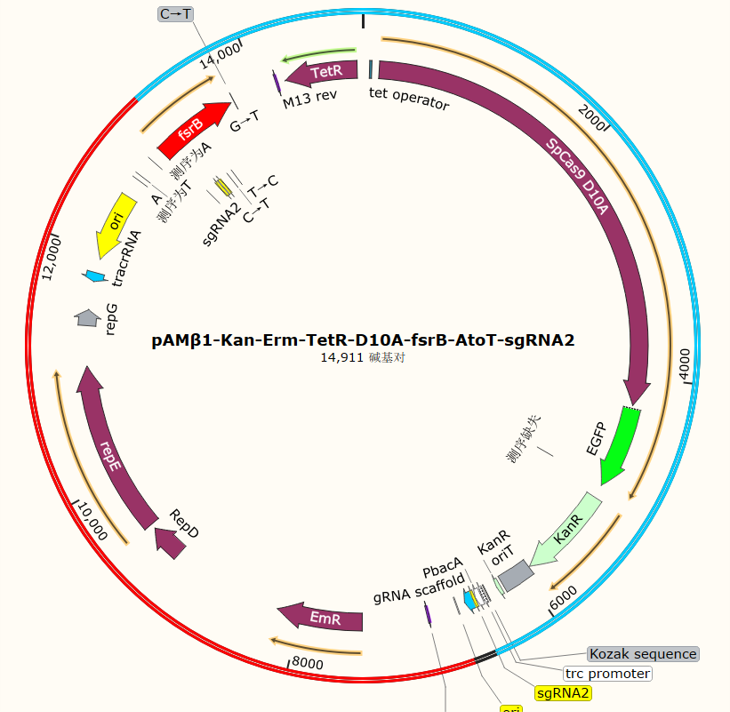pAMβ1-Can-Erm-TetR-D10A-fsrB-AtoT-sgRNA2