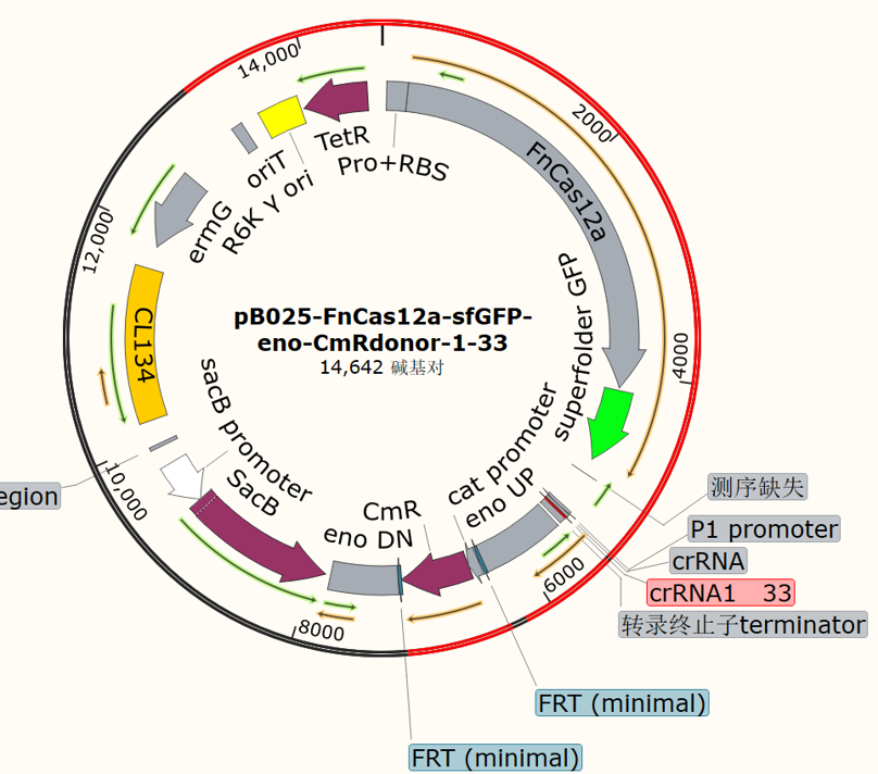 pB025-FnCas12a-sfGFP-eno-CmR donor-1-33