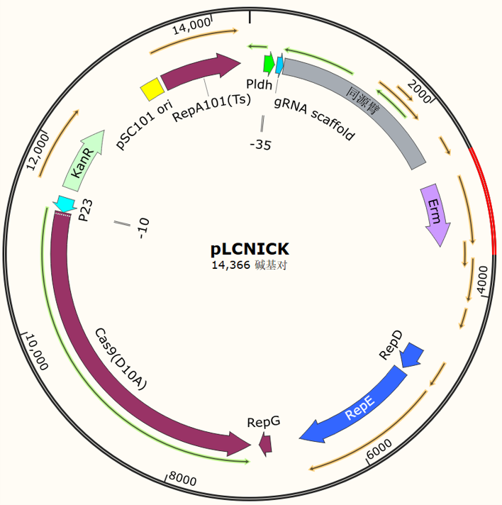 Pd 49 pLCNICK - 舒桐科技——一站式基因编辑平台