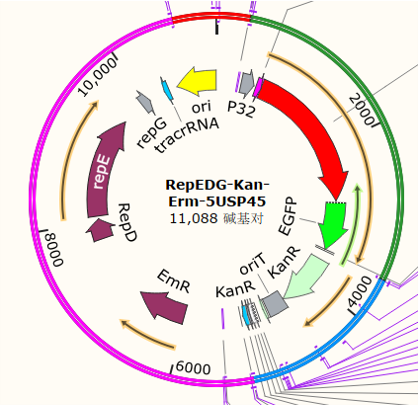 RepEDG-Kan-Erm-5USP45