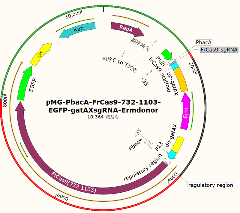 pMG-PbacA-FrCas9-732-1103-EGFP-gatAXsgRNA-Ermdonor