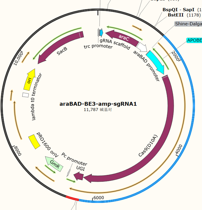 araBAD - BE3 - amp - sgRNA1