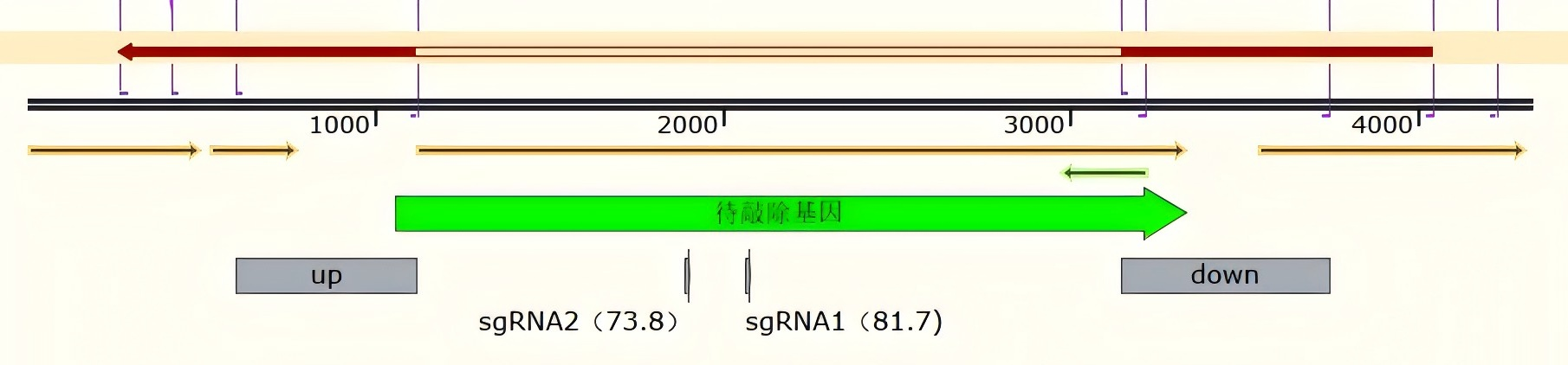 金葡测序图片.png