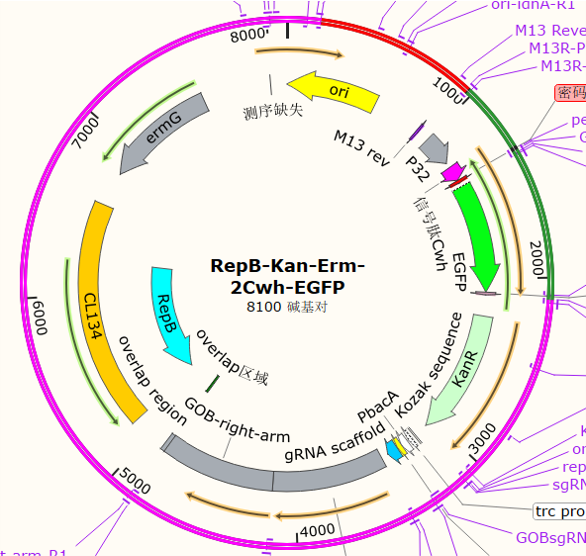 RepB-Kan-Erm-2Cwh-EGFP