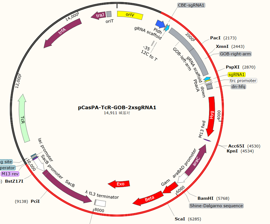 pCasPA-TcR-GOB-2xsgRNA1