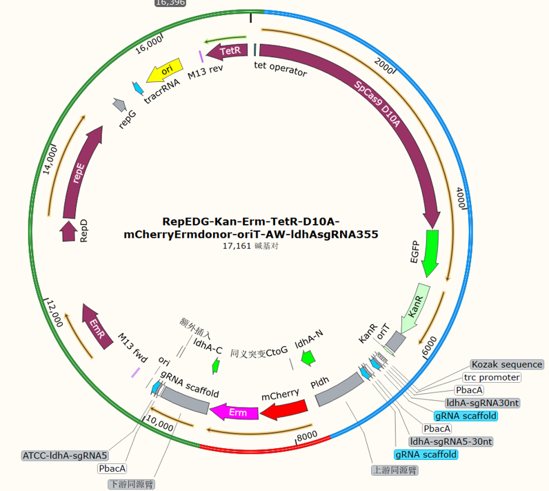 RepEDG-Kan-Erm-TetR-D10A-mCherryErm donor-oriT-AW-ldhA sgRNA355
