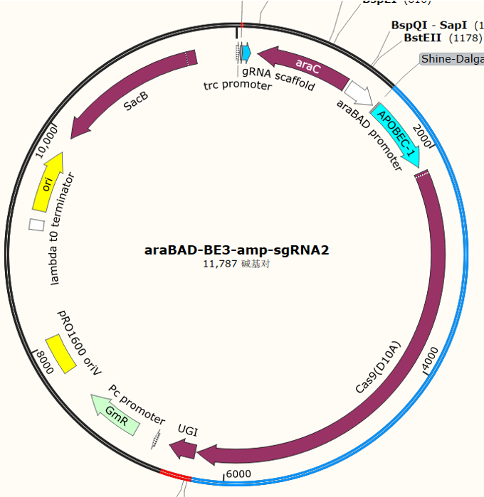 araBAD - BE3 - amp - sgRNA2