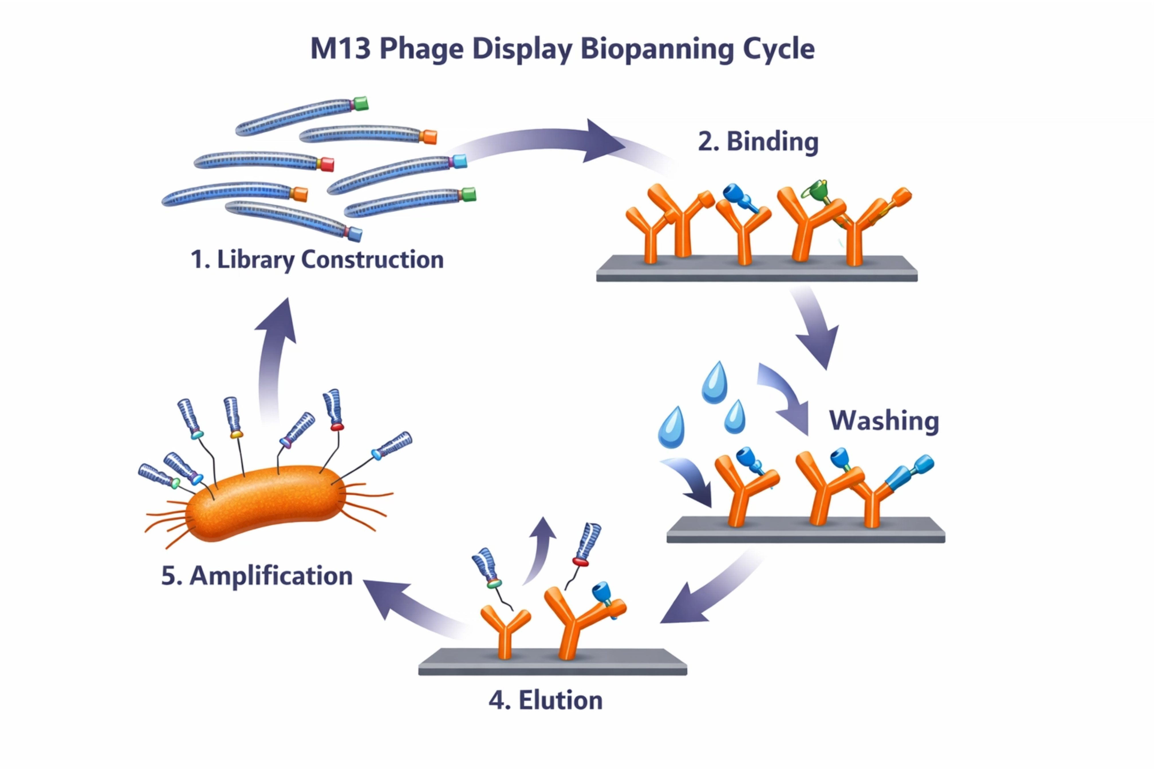 m13_phage_display_flowchart_v1.png