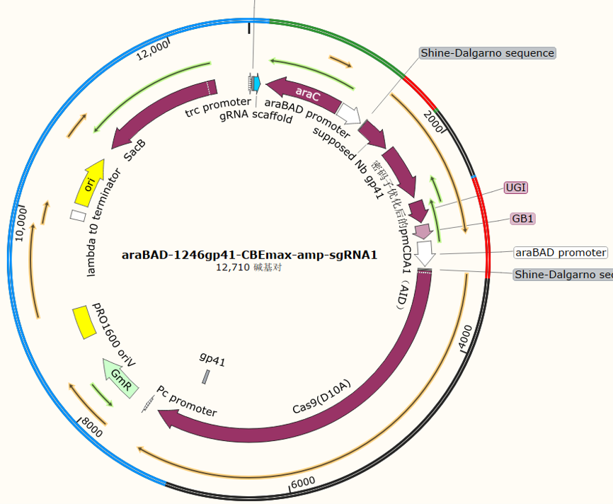 araBAD-1246gp41-CBEmax-amp-sgRNA1