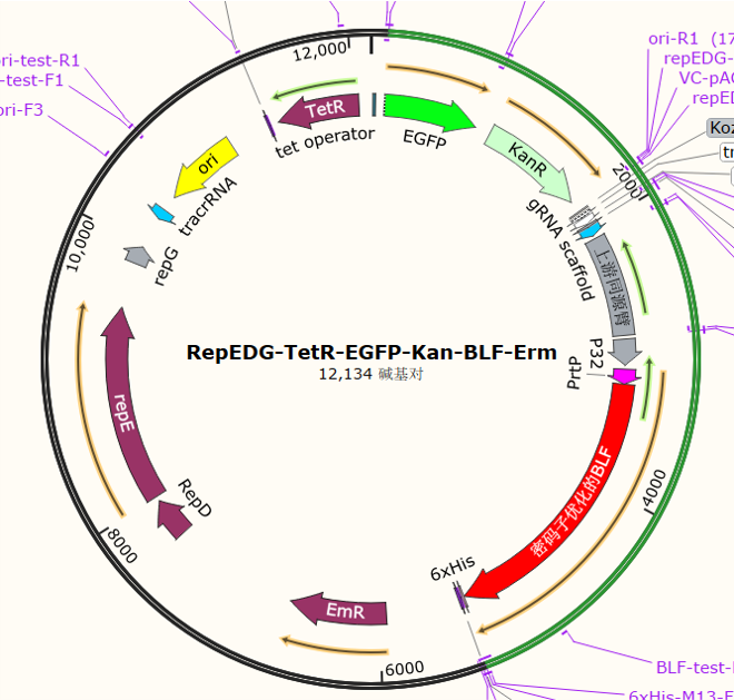 RepEDG-TetR-EGFP-Kan-BLF-Erm