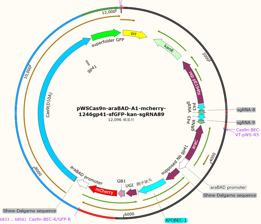 pWSCas9n - araBAD - A1 - mcherry - 1246gp41 - sfGFP - kan - sgRNA89